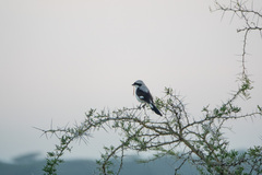 Lanius excubitoroides