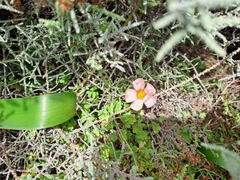 Oxalis obtusa