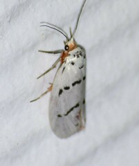 Enaemia atrolinea