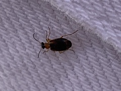 Lebia