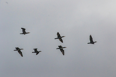 Phalacrocorax carbo