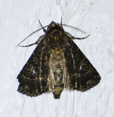 Condica albigera