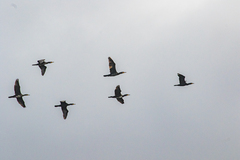 Phalacrocorax carbo