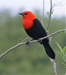 Amblyramphus holosericeus