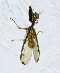 Dicromantispa interrupta