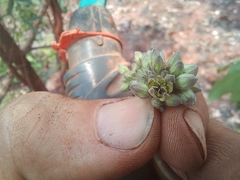 Raphionacme globosa