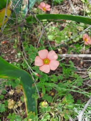 Oxalis obtusa