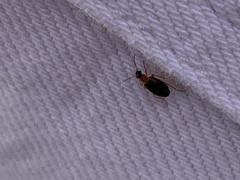Lebia