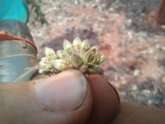Raphionacme globosa