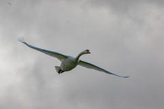 Cygnus olor