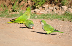 Thectocercus acuticaudatus