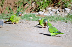 Thectocercus acuticaudatus