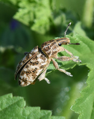 Cyphocleonus dealbatus