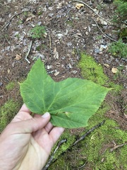 Acer pensylvanicum