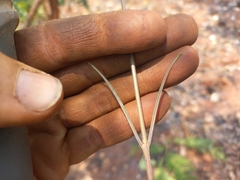Raphionacme globosa