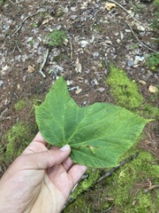 Acer pensylvanicum