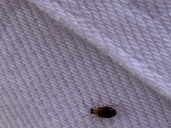 Lebia