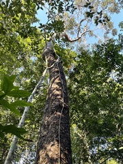 Metopium brownei