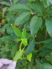 Forsythia × intermedia