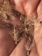 Grindelia ciliata