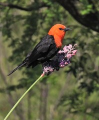 Amblyramphus holosericeus