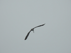 Pelecanus occidentalis