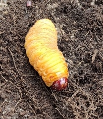 Rhynchophorus ferrugineus