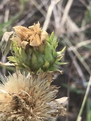 Grindelia ciliata