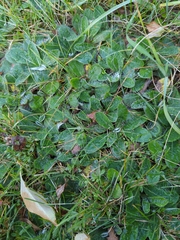 Pilosella officinarum