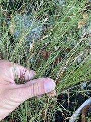 Sporobolus pumilus