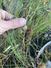 Sporobolus pumilus