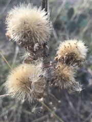 Grindelia ciliata