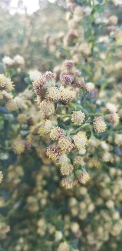 iNaturalist observation photo of coyote brush