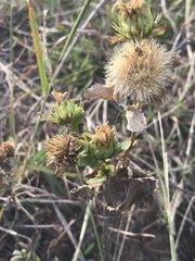 Grindelia ciliata