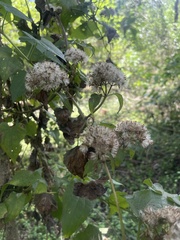Mikania chenopodiifolia