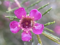 Chamelaucium uncinatum