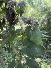 Mikania chenopodiifolia