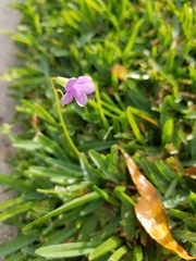 Oxalis articulata