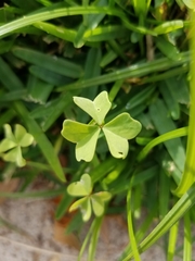 Oxalis articulata