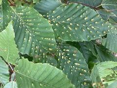 Acalitus ferrugineum