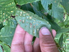 Acalitus ferrugineum