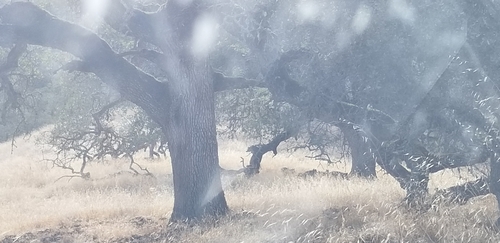 iNaturalist observation photo of Wild Boar