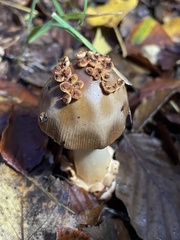 Amanita fulva