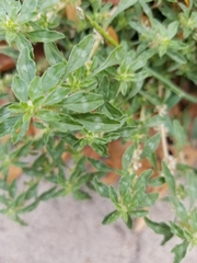 Amaranthus polygonoides