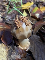 Amanita fulva