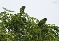 Thectocercus acuticaudatus