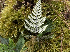 Aleuritopteris argentea