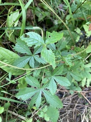 Potentilla simplex
