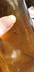 Camponotus