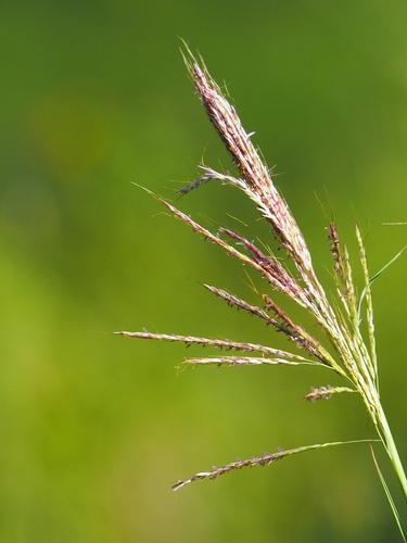 Image of Bothriochloa glabra by no rights reserved